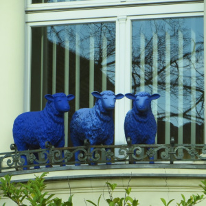 Jour 1 Moutons bleus sur la route :)