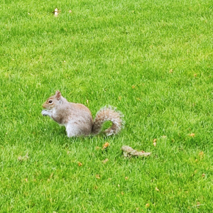 Rencontre avec un écureuil à Hyde Park