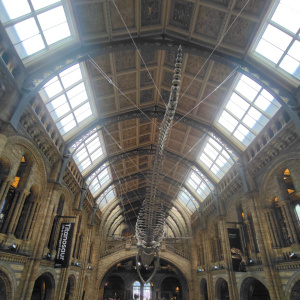 Hall du musée d'histoire naturelle